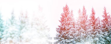 Karla kaplı ağaçlarla donuk kış ormanı.