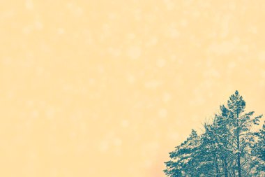 Karla kaplı ağaçlarla donuk kış ormanı.