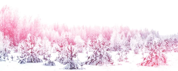 Zmrazený Zimní Les Zasněženými Stromy — Stock fotografie