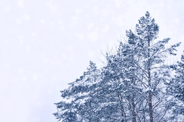 Bosque Invierno Congelado Con Árboles Cubiertos Nieve — Foto de Stock