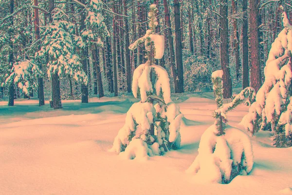 Floresta Inverno Congelada Com Árvores Cobertas Neve — Fotografia de Stock