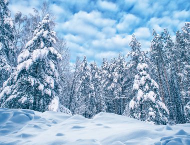 Karla kaplı ağaçlarla donuk kış ormanı.