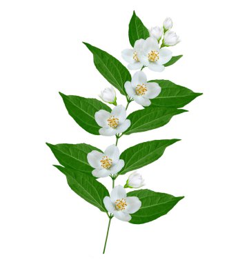 Yasemin çiçekleri beyaz zemin üzerine izole Şubesi재 스민 꽃 흰색 배경에 고립의 지점. 