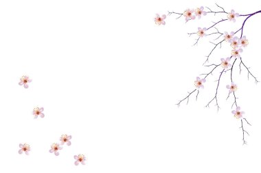 Beyaz arka planda izole edilmiş kiraz dalları. 