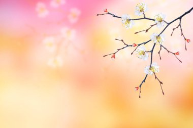 Parlak renkli bahar çiçekleri