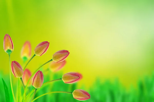 Bright Colorful Flowers Tulips Background Spring Landscape — Stock Photo, Image