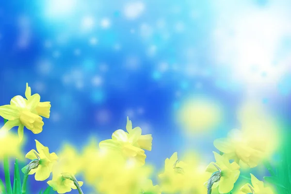 Bright Colorful Flowers Daffodils Background Spring Landscape — Stock Photo, Image