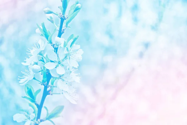 Ανθισμένο Κλαδί Κεράσι Έντονα Πολύχρωμα Ανοιξιάτικα Λουλούδια — Φωτογραφία Αρχείου