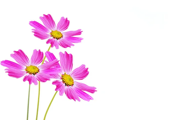 Bright Colorful Cosmos Flowers Isolated White Background — Stock Photo, Image