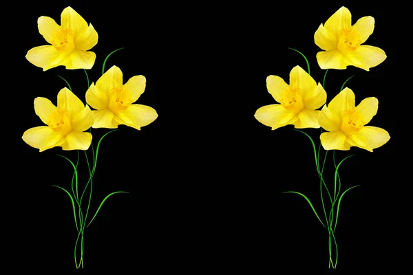 Primavera Fiori Narciso Isolato Sfondo Nero — Foto Stock