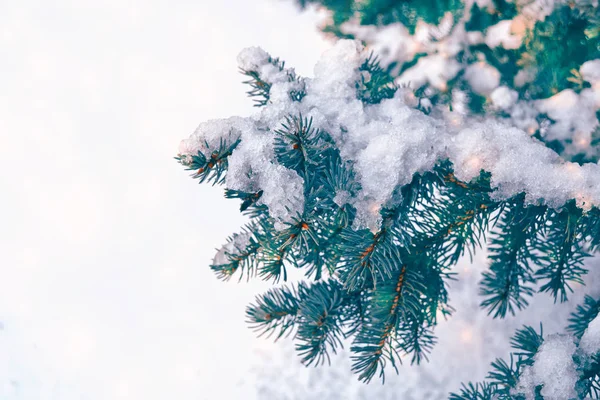 Pădure Iarnă Înghețată Copaci Acoperiți Zăpadă — Fotografie, imagine de stoc
