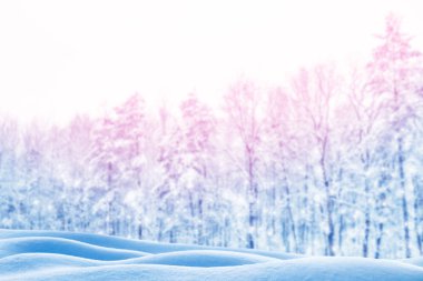 Karla kaplı ağaçlarla donuk kış ormanı.