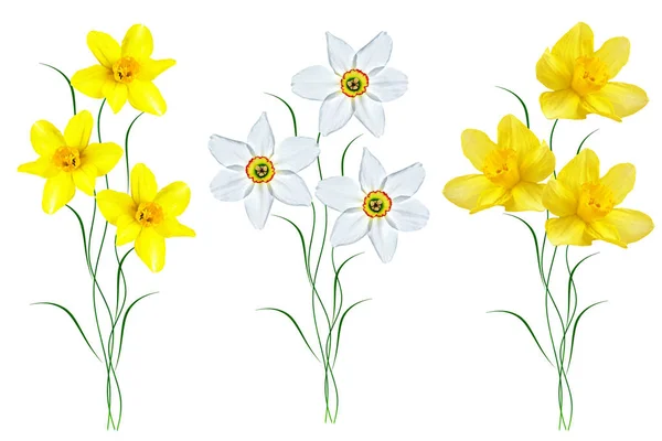 Flores Primavera Narciso Isolado Fundo Branco — Fotografia de Stock
