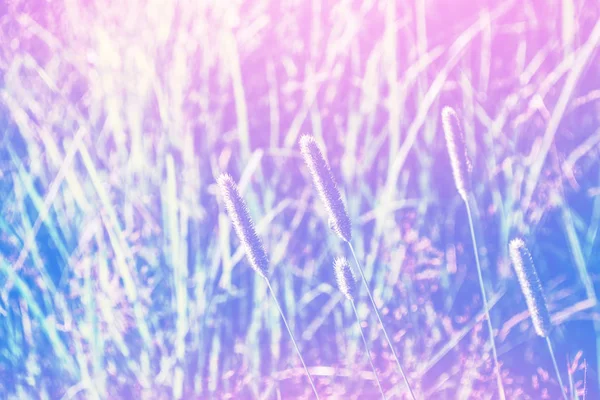 Blurred Image Grass Summer Colorful Abstract Background — Stock Photo, Image