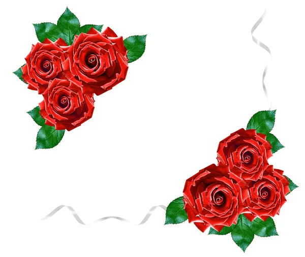Poupě Růže Bílém Pozadí — Stock fotografie