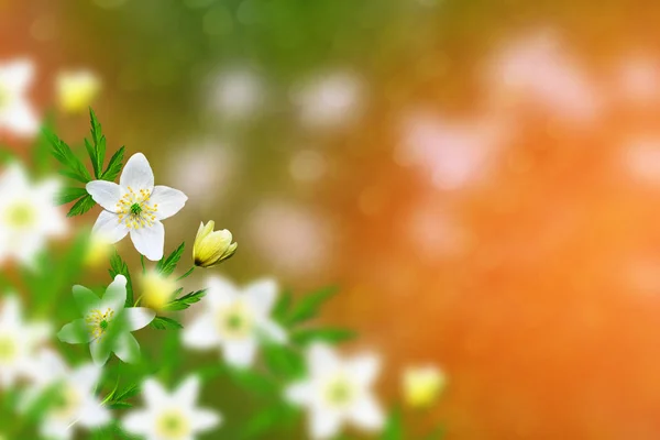 Das Erste Zarte Frühlingsblumen Schneeglöckchen — Stockfoto