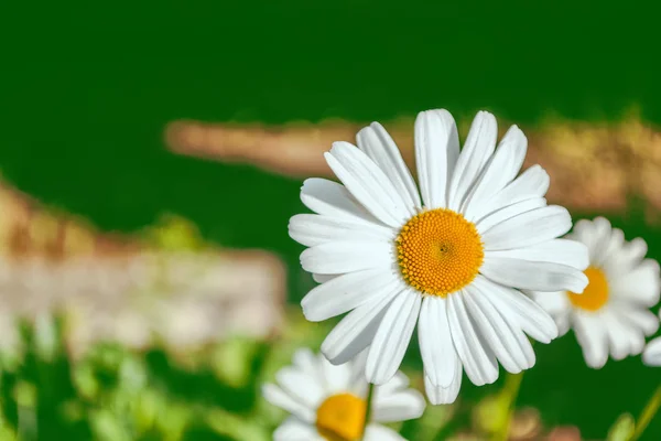 Flores Margarita Blanca Brillante Sobre Fondo Del Paisaje Verano —  Fotos de Stock