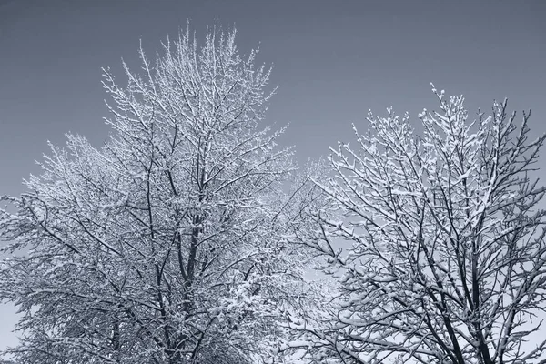 Пятно Замороженный Зимний Лес Заснеженными Деревьями — стоковое фото