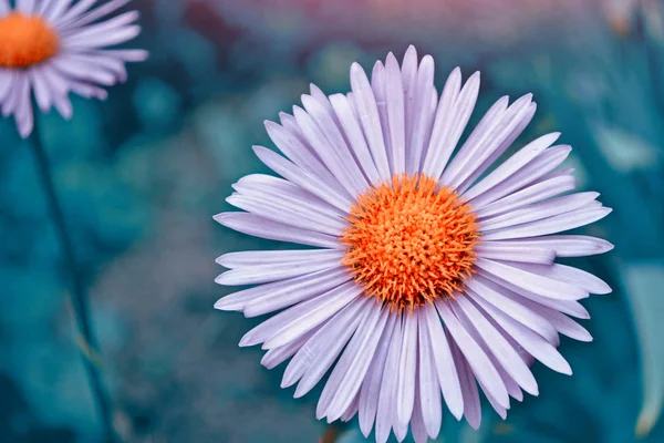 Flores Crisântemo Coloridas Contexto Paisagem Outono — Fotografia de Stock