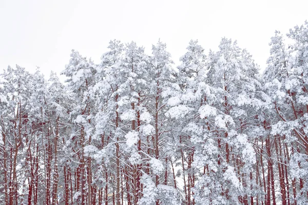 背景をぼかし 雪に覆われた木が凍結する冬の森 — ストック写真