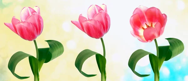 Tulipani Fiori Luminosi Colorati Sullo Sfondo Del Paesaggio Primaverile — Foto Stock