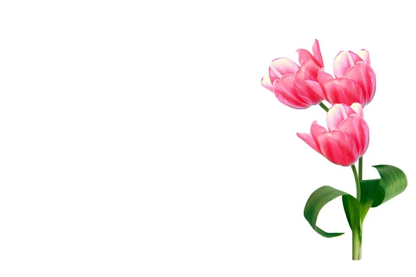 Lente Bloemen Tulpen Geïsoleerd Witte Achtergrond — Stockfoto