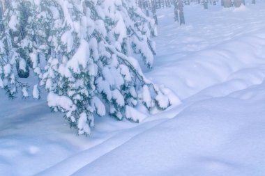 Karla kaplı ağaçlarla donuk kış ormanı.