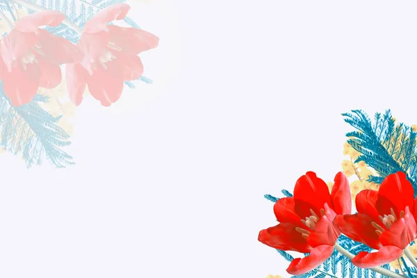 Весняні Квіти Тюльпани Ізольовані Білому Тлі Мімоза — стокове фото