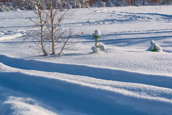 Forêt Hiver Gelée Avec Arbres Enneigés — Photo