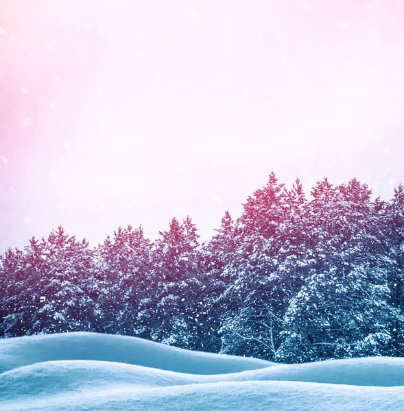 Frossen Vinterskov Med Snedækkede Træer - Stock-foto
