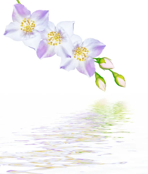 Zweig Der Jasminblüten Isoliert Auf Weißem Hintergrund — Stockfoto
