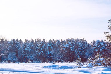 Karla kaplı ağaçlarla donuk kış ormanı.