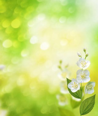 Beyaz yasemin. Narin bahar çiçekleri dalları