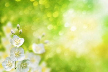 Beyaz yasemin. Narin bahar çiçekleri dalları