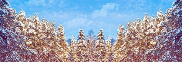 Fagyasztott Téli Erdő Havas Fákkal — Stock Fotó