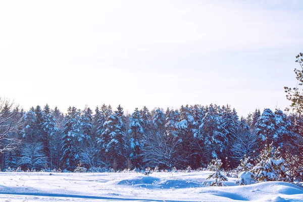 Karla kaplı ağaçlarla donuk kış ormanı.