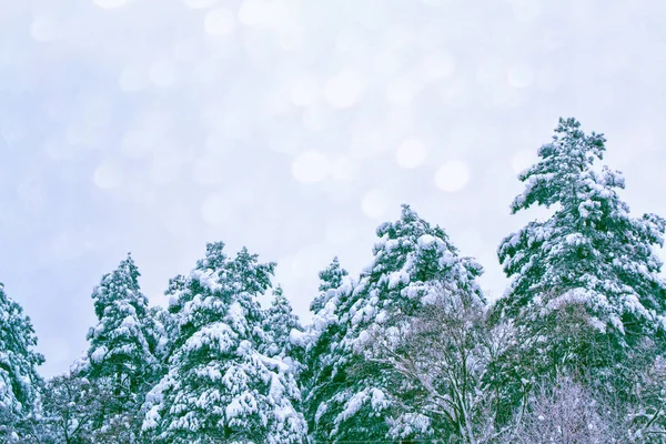 Forêt Hiver Gelée Avec Arbres Enneigés — Photo