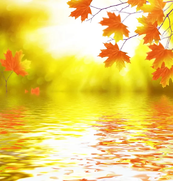 sonbahar manzara ile parlak renkli yaprak. Pastırma yazı.