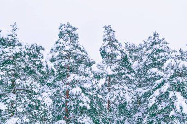 Karla kaplı ağaçlarla donuk kış ormanı.