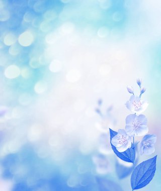 Beyaz yasemin. Narin bahar çiçekleri dalları