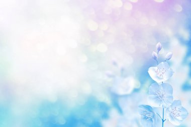 Beyaz yasemin. Narin bahar çiçekleri dalları