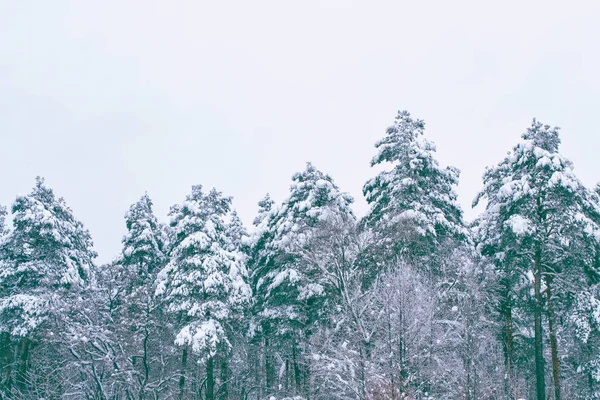 Pădure Iarnă Înghețată Copaci Acoperiți Zăpadă — Fotografie, imagine de stoc