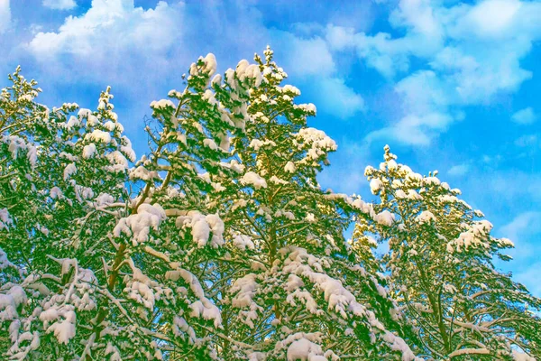 Gefrorener Winterwald Mit Schneebedeckten Bäumen — Stockfoto