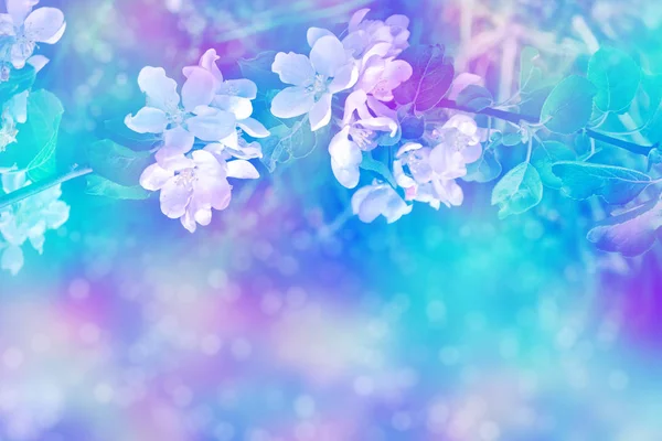 Manzana Rama Floreciente Flores Primavera Colores Brillantes — Foto de Stock