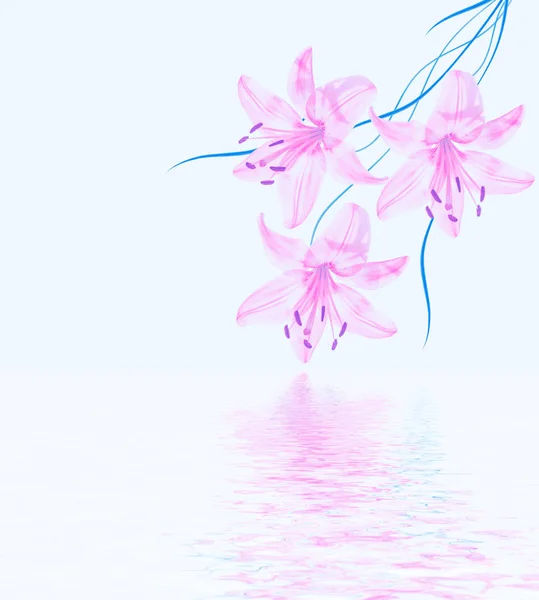 Světlé Lily Květy Izolovaných Bílém Pozadí — Stock fotografie