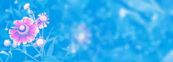Барвисті Яскраві Квіти Чорнобривці Тлі Літнього Пейзажу — стокове фото
