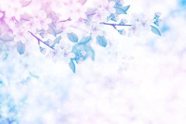 Çiçek açan elma dalı. Parlak renkli bahar çiçekleri