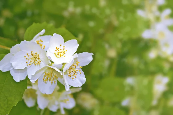 Jazmín Blanco Rama Delicadas Flores Primavera —  Fotos de Stock