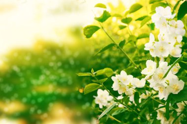 Beyaz yasemin. Narin bahar çiçekleri dalları