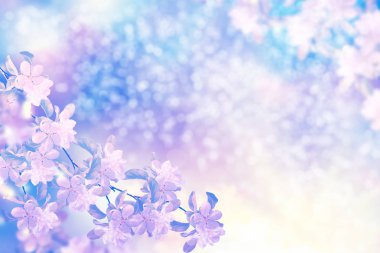 Çiçek açan kiraz dalı. Parlak renkli bahar çiçekleri. Güzel doğa sahnesi